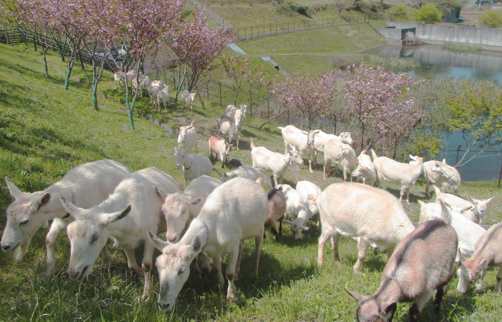 人間では除草に手間がかかる斜面などでも草を食べ、地面をふみ固めてくれる。活動エリアは市内とその周りが中心だが、ときには横浜（よこはま）まで出張することも。自治体や企業（きぎょう）などからの依頼（いらい）は増（ふ）え続け、いまは年間約20ヵ所に出動している。