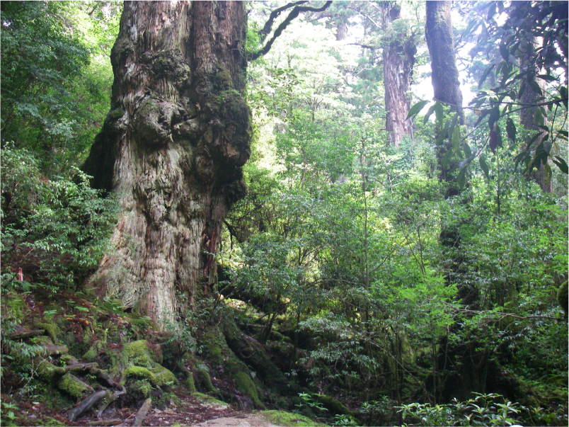 樹齢千年以上の杉