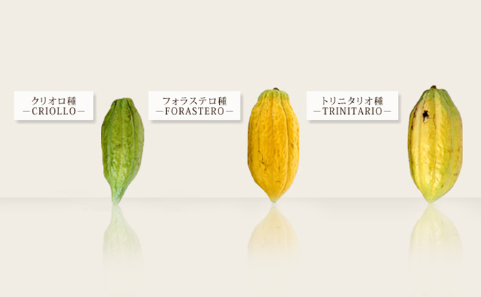 カカオは日本で育つのか 栽培編 よむココア 森永製菓株式会社
